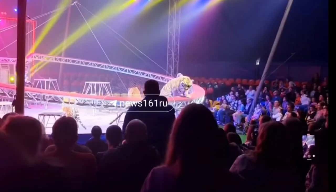 Инцидент в цирке: тигр оказался в зале