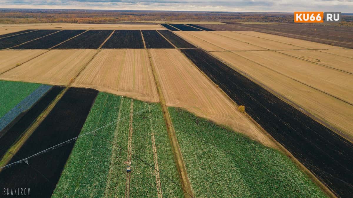 Под Каменском-Уральским выявили заброшенный сельхозучасток на 70 гектаров