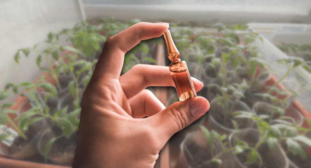 Развожу 1 ампулу в ведре воды — и томаты растут как на дрожжах: стебель в палец толщиной за неделю