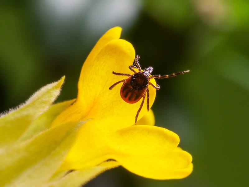 Клещи наступают на Средний Урал: жители Свердловской области предупреждены о рисках | Свердловская область: опасность укусов клещей сохраняется с марта