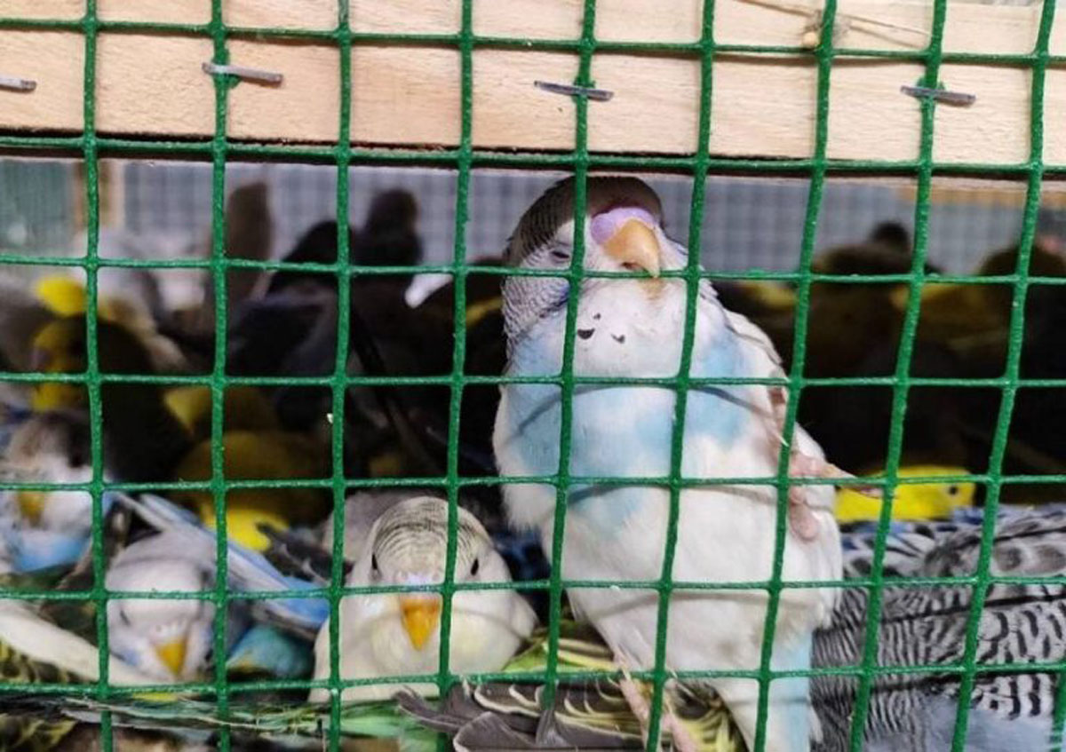 В Екатеринбург ввезли более 500 попугаев из Краснодарского края | В Кольцово доставили партию декоративных попугаев