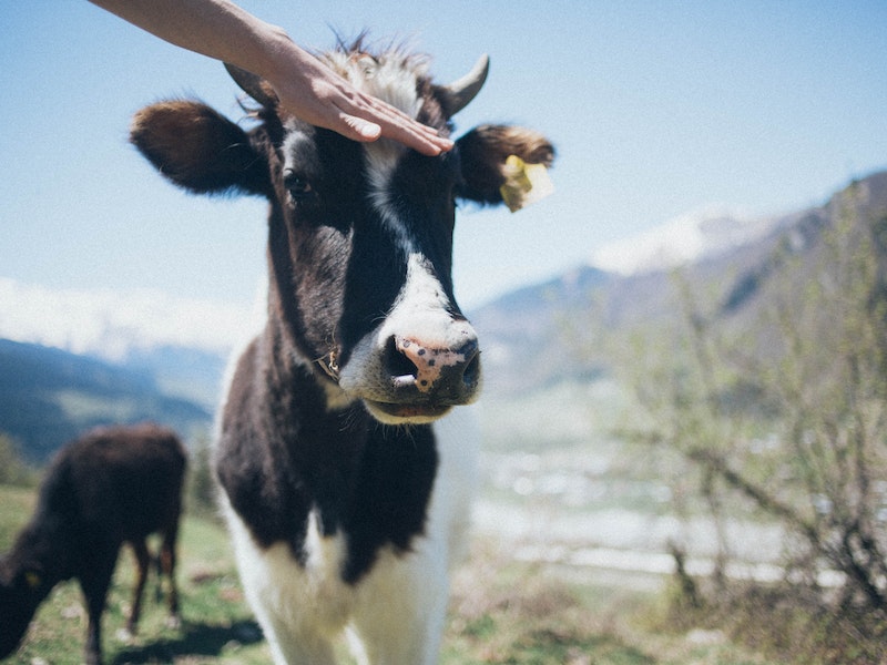 18 февраля — Агафья Коровница: традиции, запреты и приметы дня | 18 февраля день Агафьи Коровницы