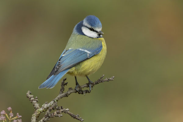 Нельзя смеяться и поднимать деньги: странные запреты Агафьева дня 5 февраля | Агафьев день 5 февраля