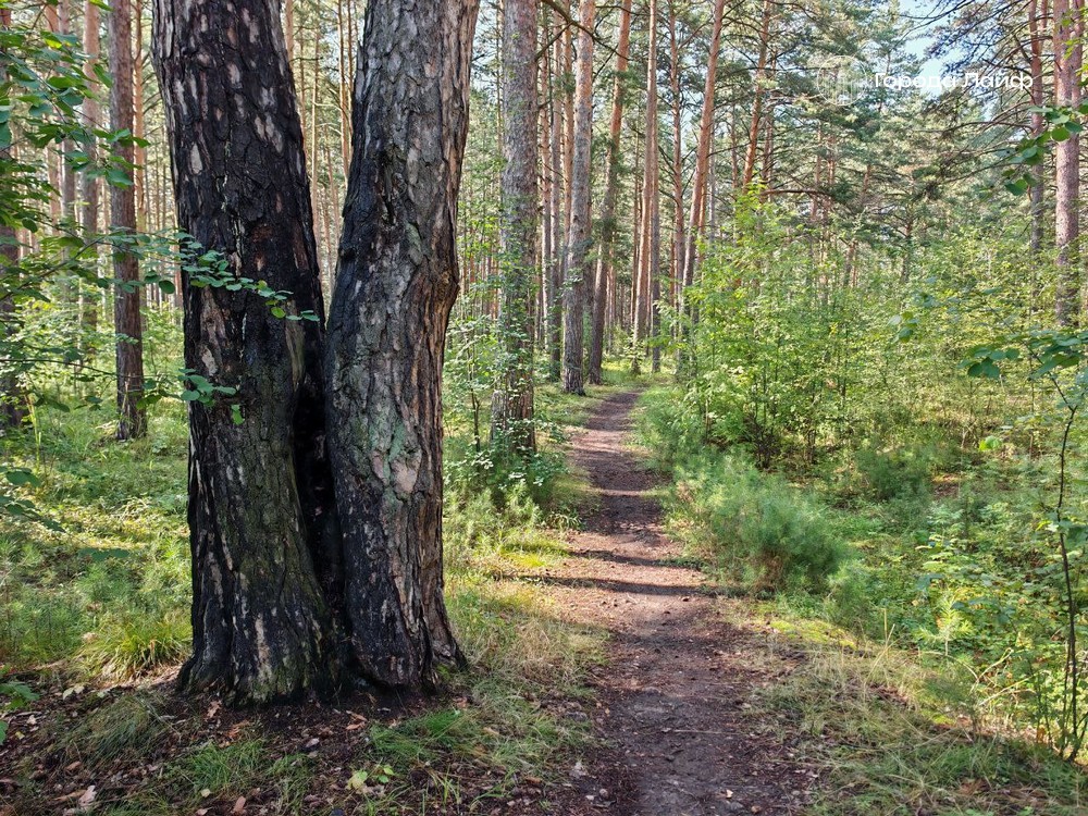Пожароопасный сезон в Свердловской области начнется 15 апреля | На Урале объявили даты начала пожароопасного сезона