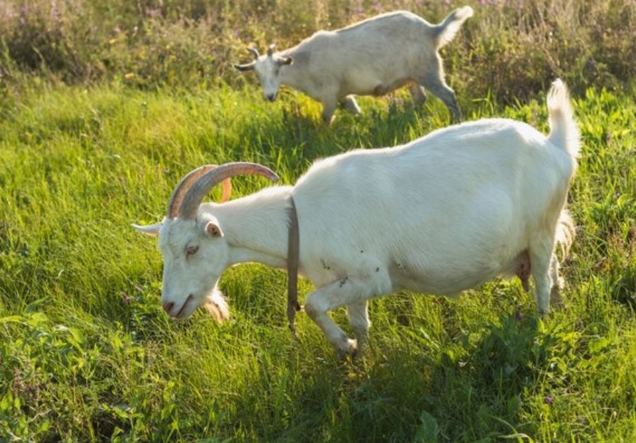 19 февраля — день Вуколы Телятника: традиции, запреты и приметы | 19 февраля — день Вуколы Телятника