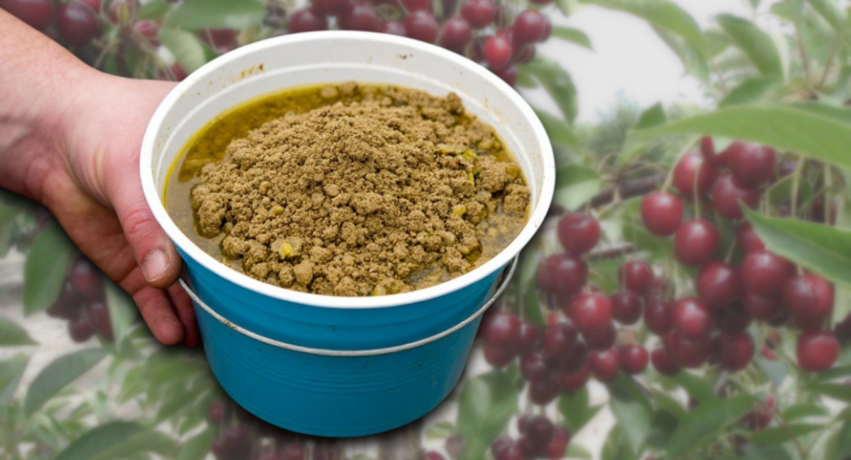 Смешала 1:1 и под вишню: ствол упругий, а ягоды сочные и сладкие – пышет жизненной силой