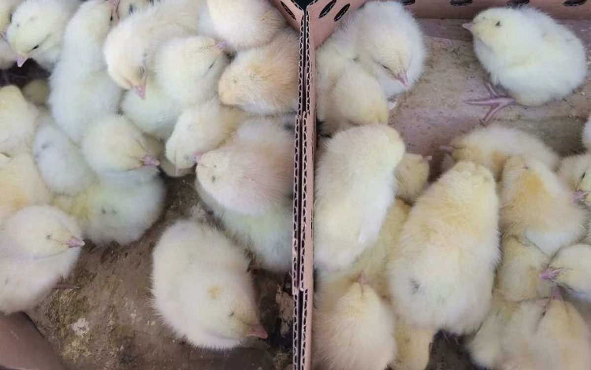 Из Екатеринбурга в Хабаровский край отправлены 28 тыс. племенных цыплят | В Екатеринбурге контролировали вывоз 28 тысяч племенных цыплят на Дальний Восток