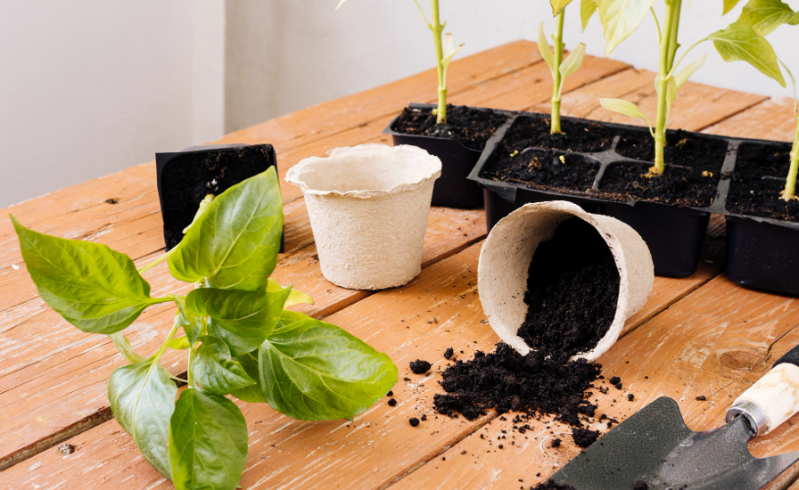 Дешевле покупной земли в 2 раза: готовлю свой качественный грунт для рассады сама - растет все