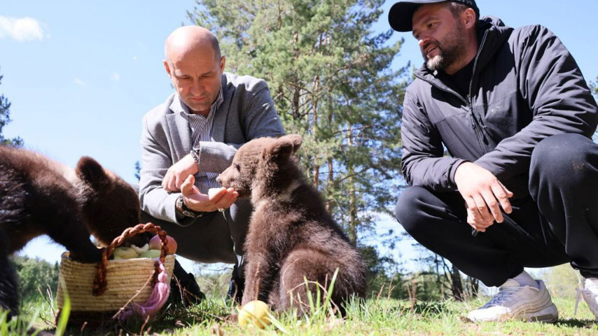 В Свердловской области спасли трёх медвежат, оставшихся без матери | В Свердловской области медвежата остались без родителей и были спасены