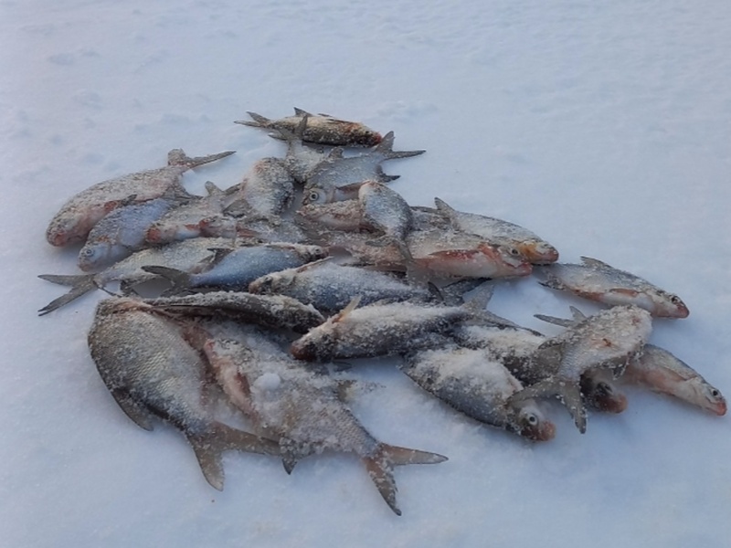 Где клюёт в Свердловской области: рыбаки рассказали о первом зимнем льде и больших уловах | Рыбаки поделились свежими отчётами о зимней рыбалке на водоёмах Свердловской области