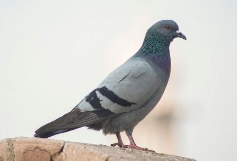 Штраф до 3 тысяч за кормление голубей у дома: что грозит при повторном нарушении | Россиянам грозит штраф за кормление голубей во дворе до 5 тысяч