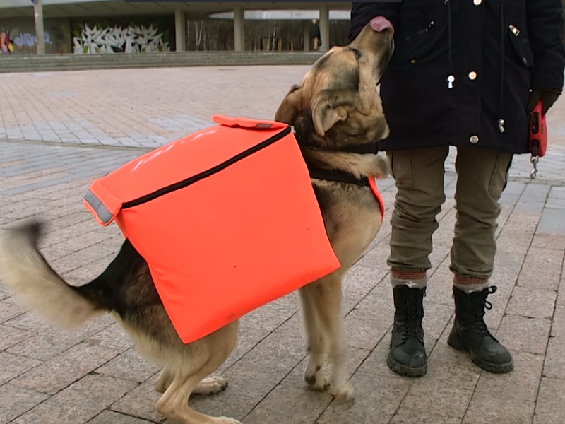 В Екатеринбурге бездомные собаки начали раздавать Wi-Fi  | Пять собак в Екатеринбурге начали раздавать Wi-Fi