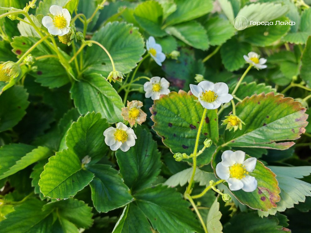 Екатеринбургское предприятие «Трансторг» проверили из-за сомнительных семян на маркетплейсе | Россельхознадзор проверил «Трансторг» за продажу неучтенных сортов семян