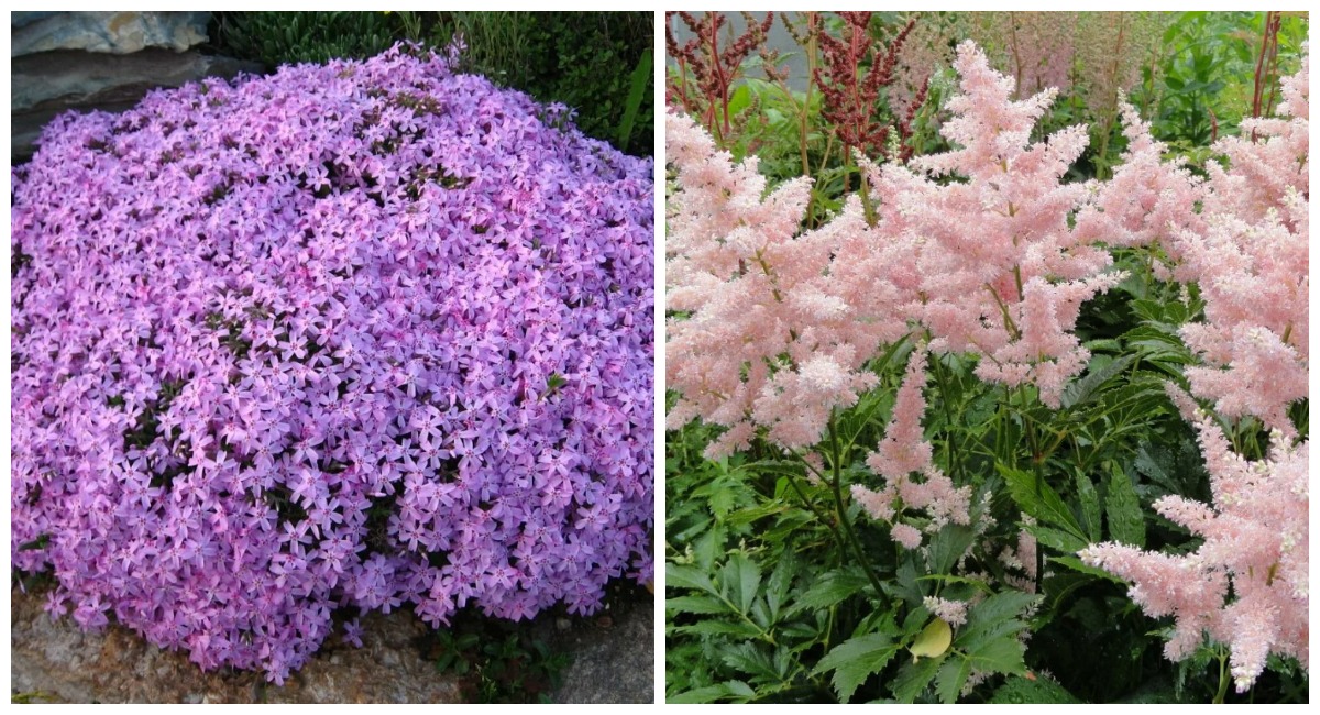 Сажаю вместо капризных петуний: 3 дивных многолетника — цветут шапками и в жару, и в холод